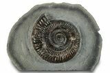 Jurassic Ammonite (Dactylioceras) Fossil - England #279536-1